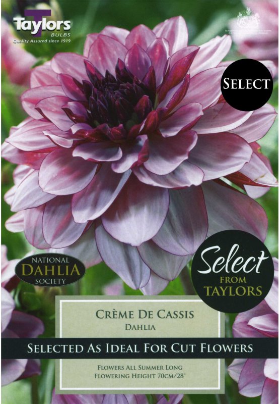 Dahlia 'Creme de Cassis'
