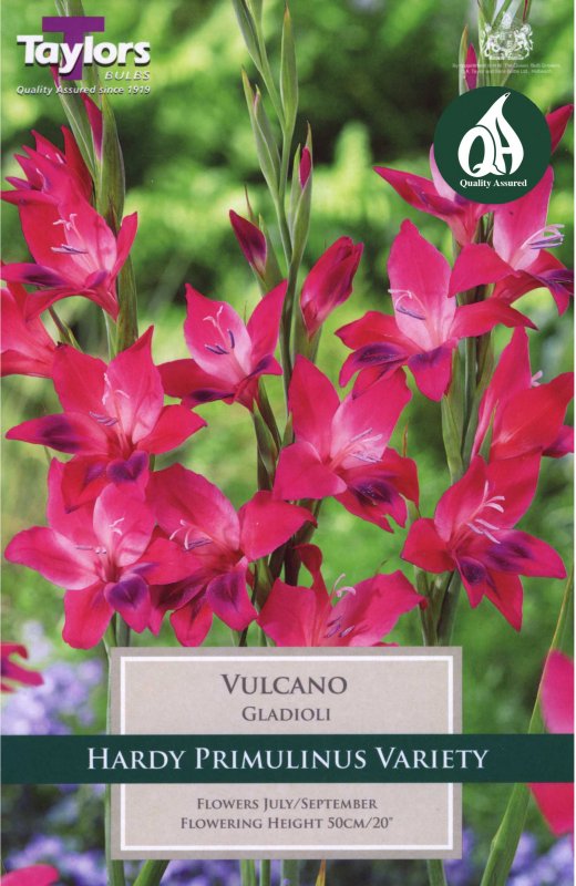 Taylors Bulbs Gladiolus Volcano (10 corms)
