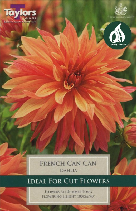 Taylors Bulbs Dahlia French Cancan (1 tuber)