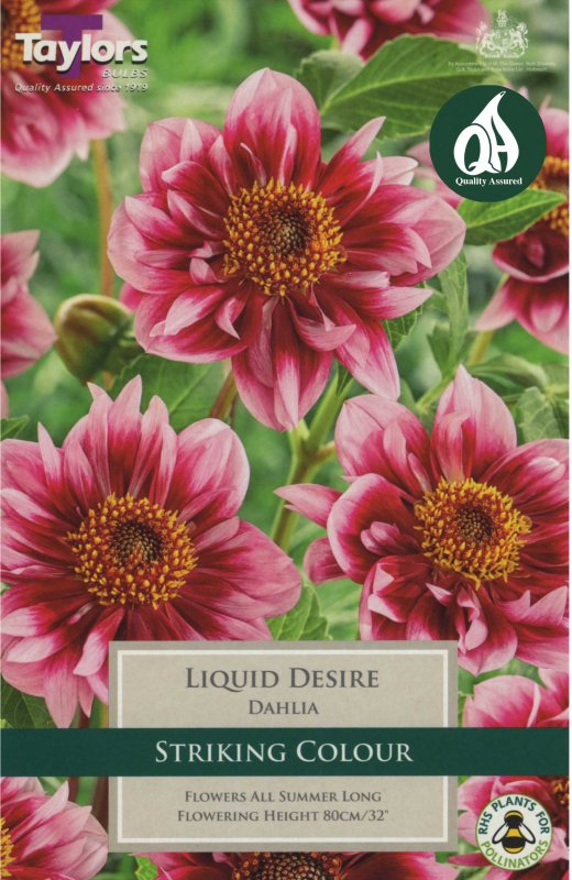 Taylors Bulbs Dahlia Liquid Desire (1 tuber)