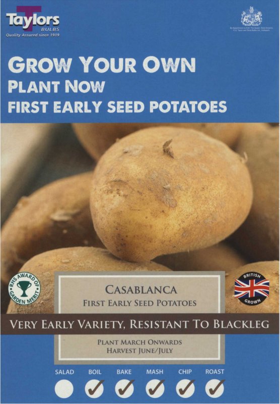 Taylors Bulbs Potato Casablanca (x10)