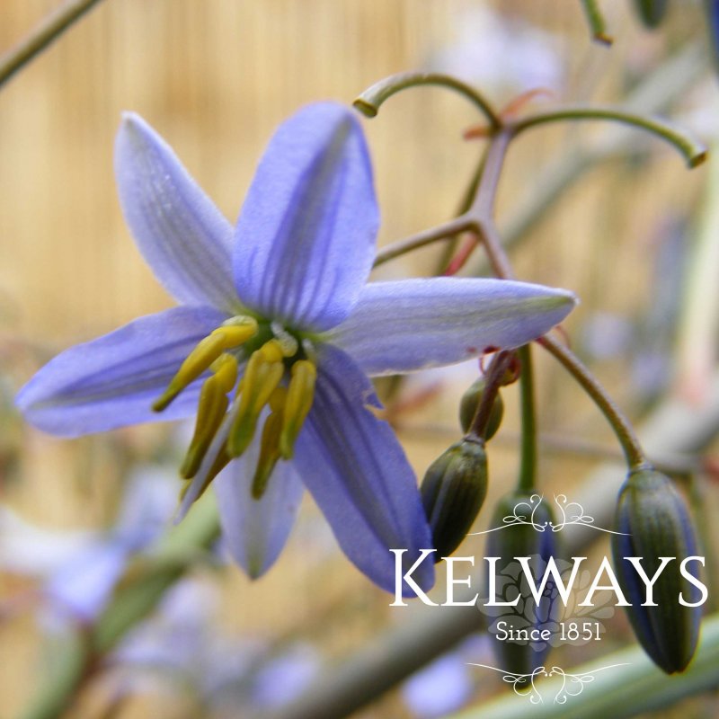 Dianella caerulea CASSA BLUE ('Dbb03' PBR)