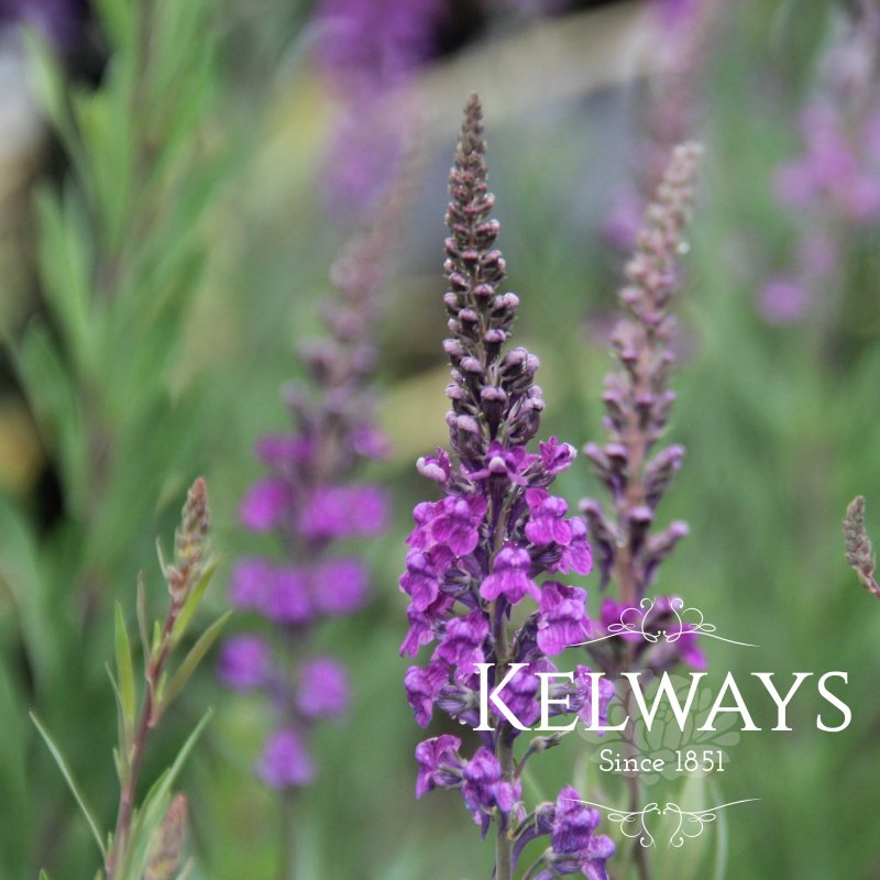 Linaria purpurea