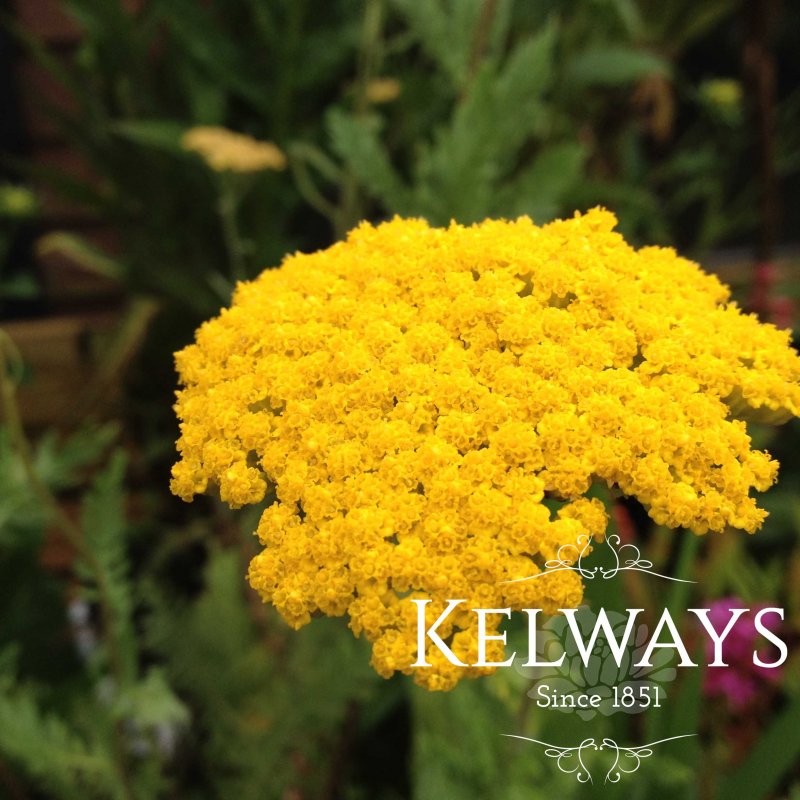 Achillea filipendulina 'Cloth of Gold'