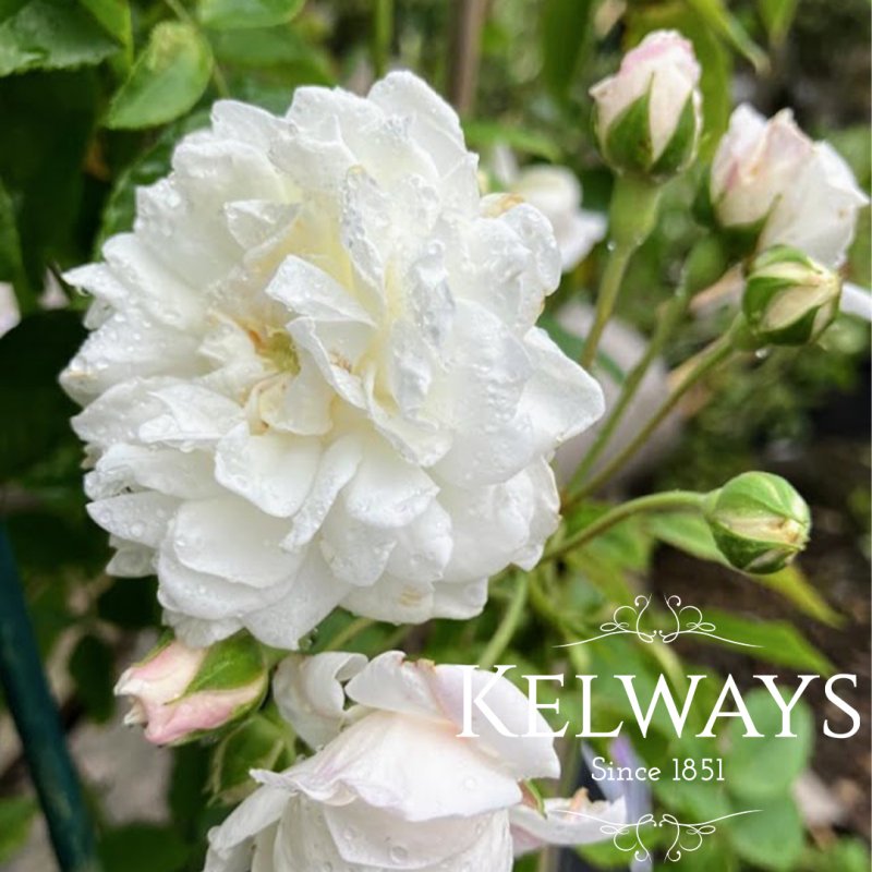Rosa 'Aimee Vibert' (N)