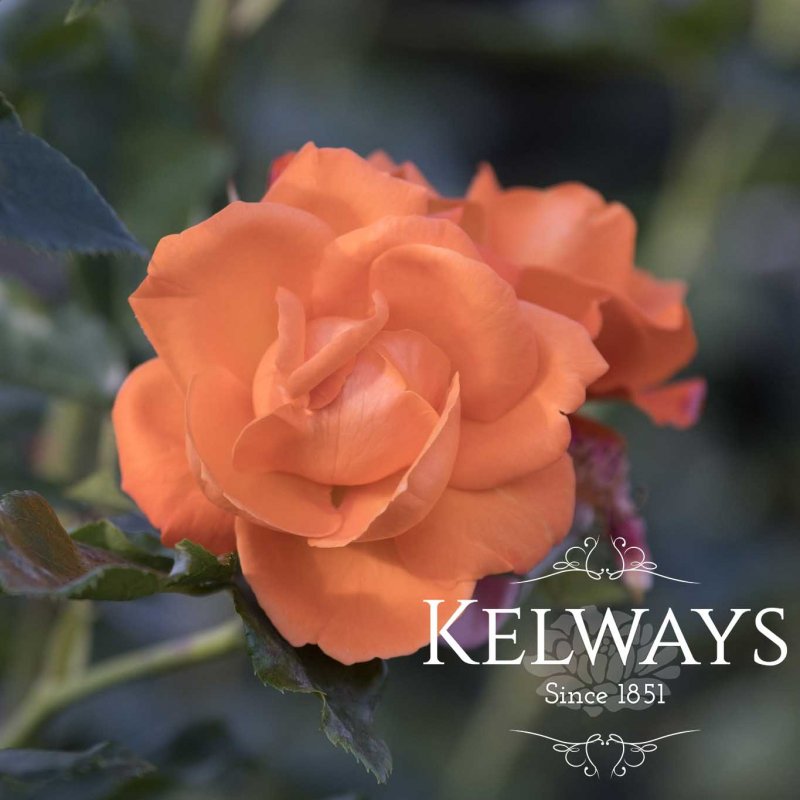 Rosa Bright Future ('Kirora' PBR) (Cl)