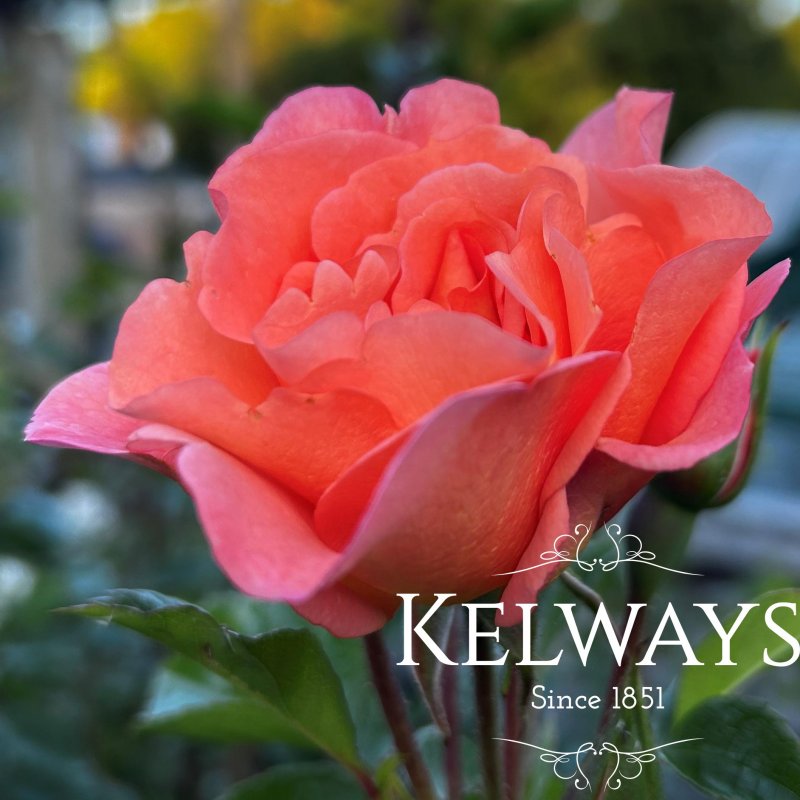 Rosa Scent from Heaven ('Chewbabaluv') (ClHT)
