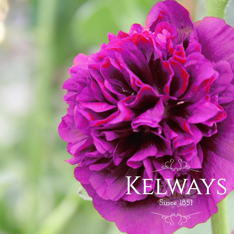 Alcea rosea Chater's Double Group violet-flowered (d)