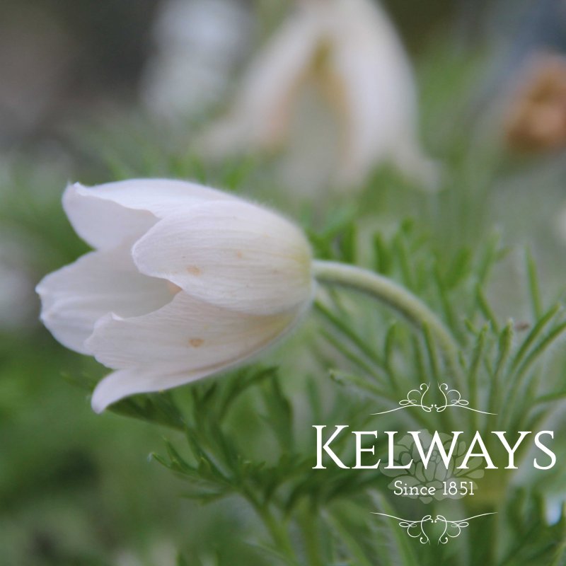 Pulsatilla vulgaris 'Alba'