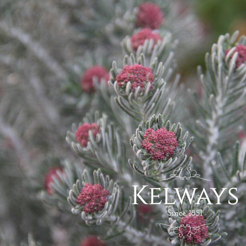 Ozothamnus 'Threave Seedling'