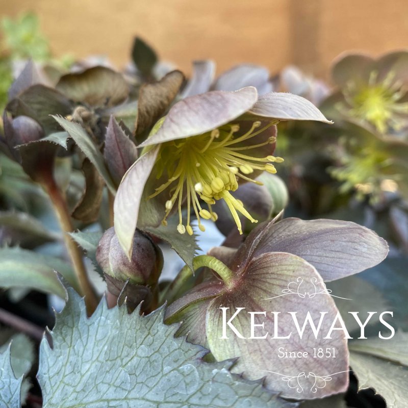 Helleborus x sternii 'Silver Dollar'