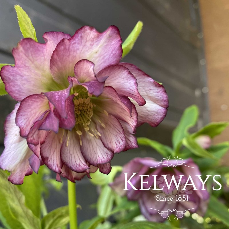 Helleborus 'Deep Ruby'