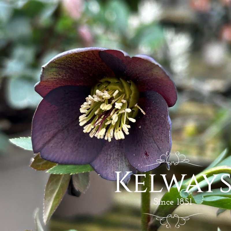 Helleborus x hybridus 'Single Slate'