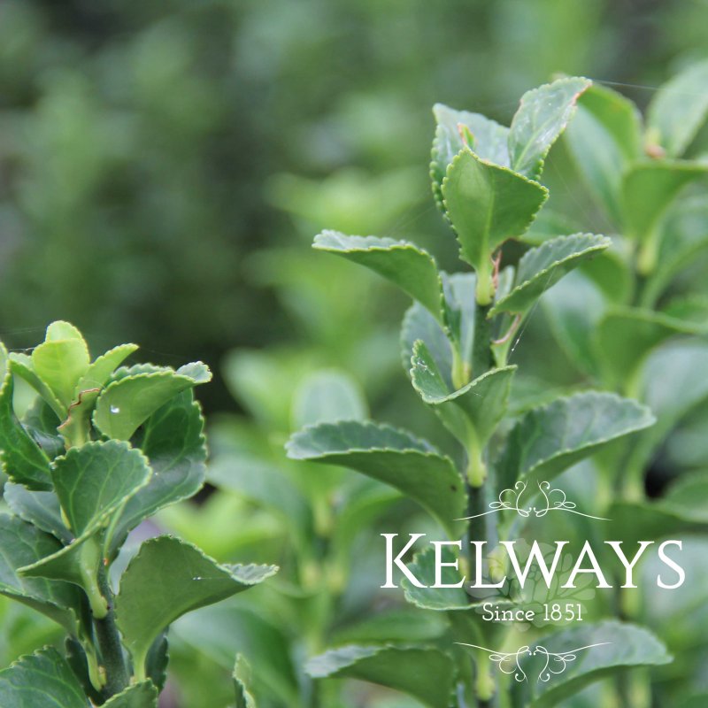 Euonymus japonicus 'Green Rocket'