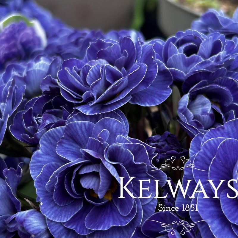 Primula 'Belarina Amethyst Ice' (Belarina Rosette Series)