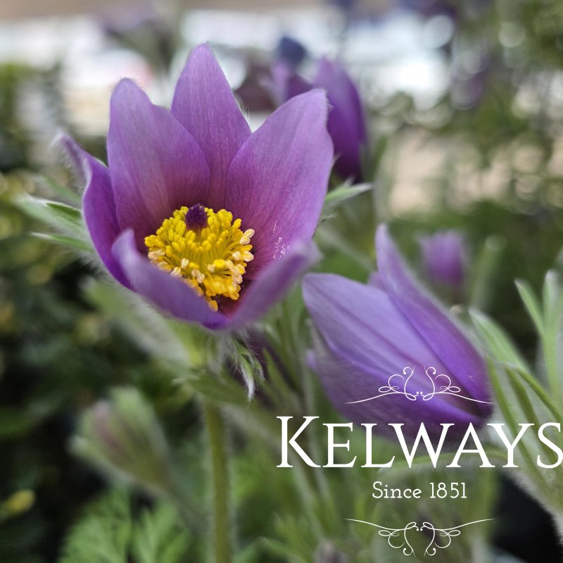 Pulsatilla vulgaris 'Bells Violet' (3 litre pot)