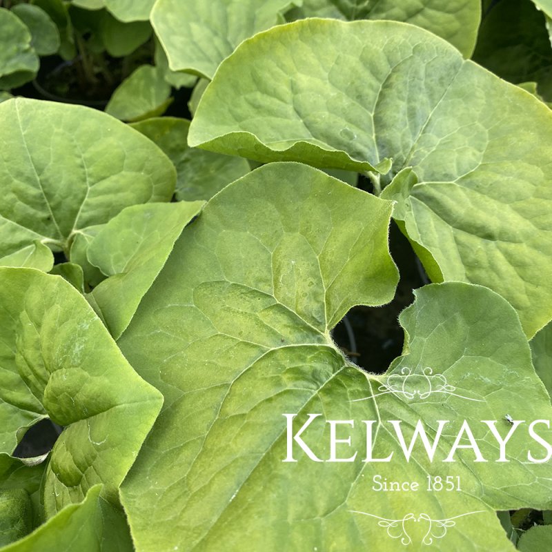 Asarum canadense