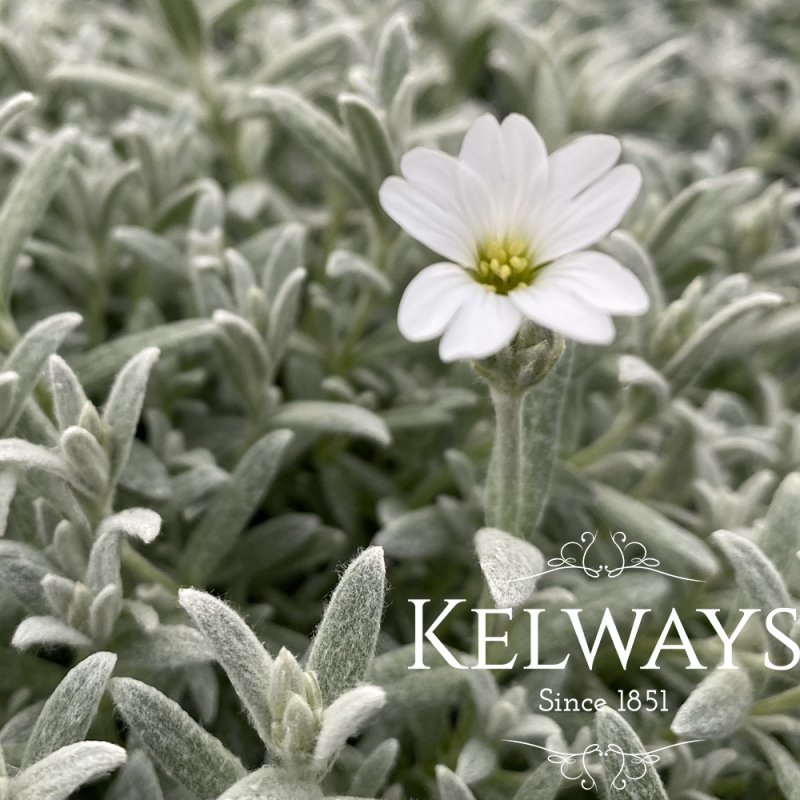 Cerastium tomentosum var. columnae