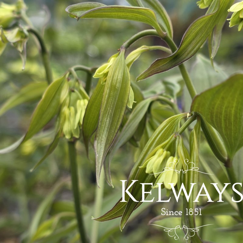 Disporum longistylum 'Night Heron'
