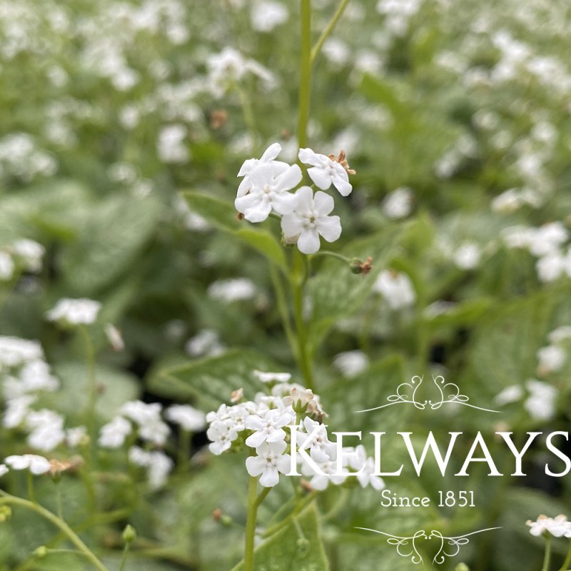 Brunnera macrophylla 'Mister Morse' (v)