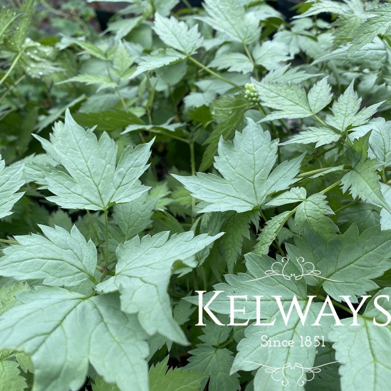 Actaea pachypoda Misty Blue ('Lk05')