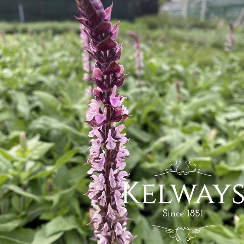 Salvia nemorosa Caradonna Pink Inspiration ('Tucarink')