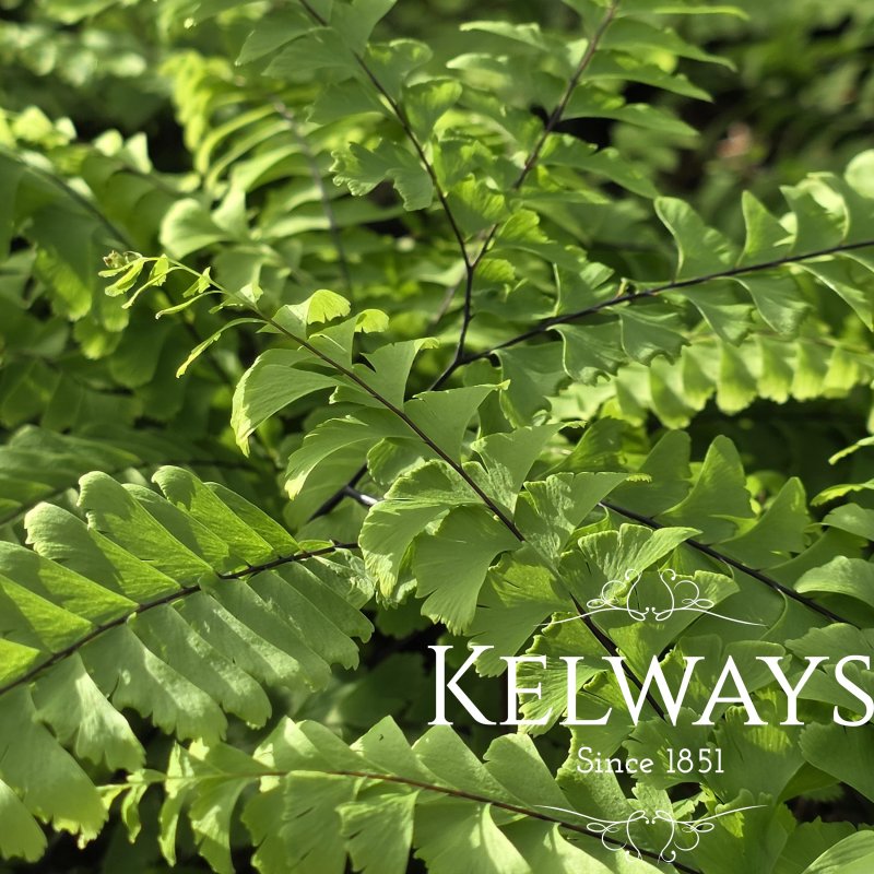 Adiantum pedatum L.