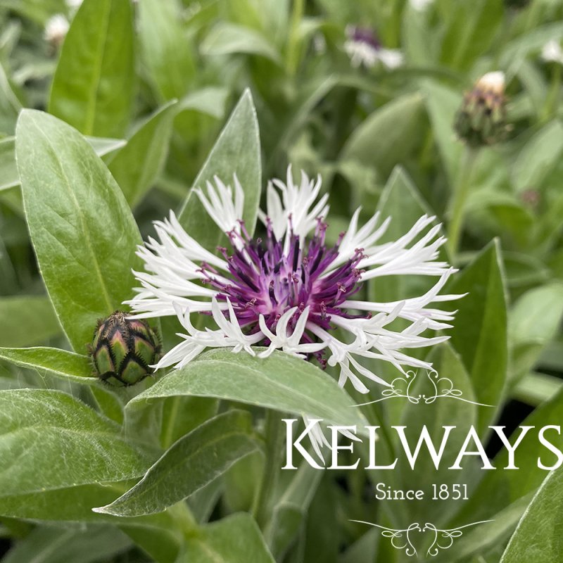 Centaurea montana 'Purple Heart'