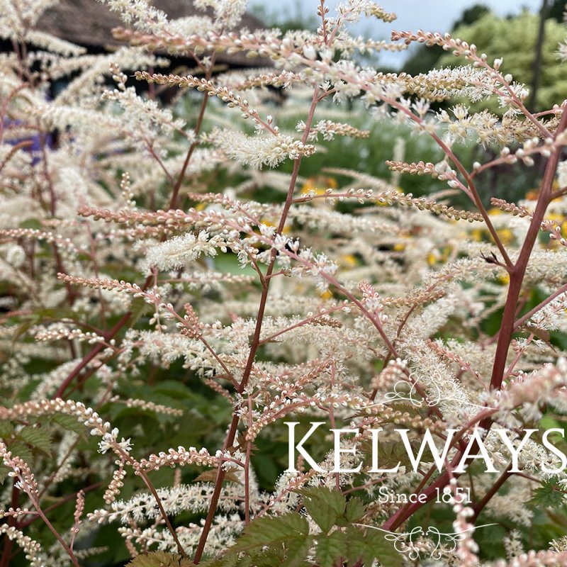 Aruncus 'Misty Lace' (3 litre pot)