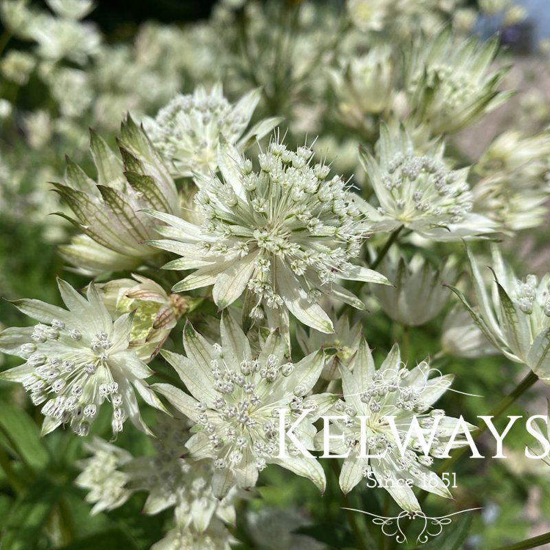 Astrantia major Sparkling Stars White ('Westarwit') (Sparkling Stars Series)