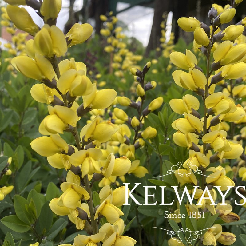 Baptisia 'Lemon Meringue' (Decadence Series)