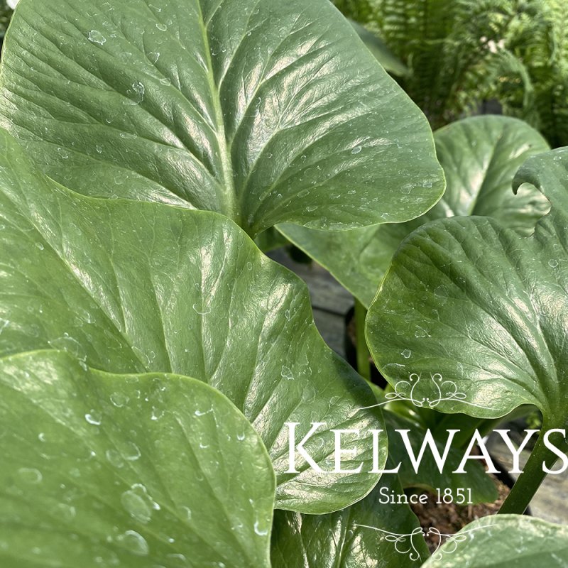Cardiocrinum giganteum