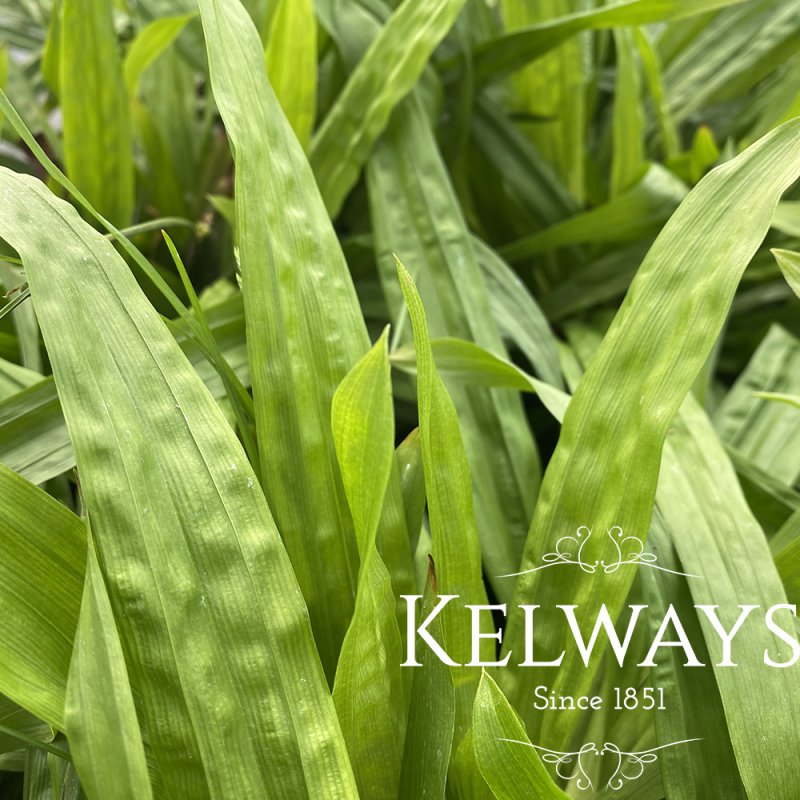 Carex plantaginea