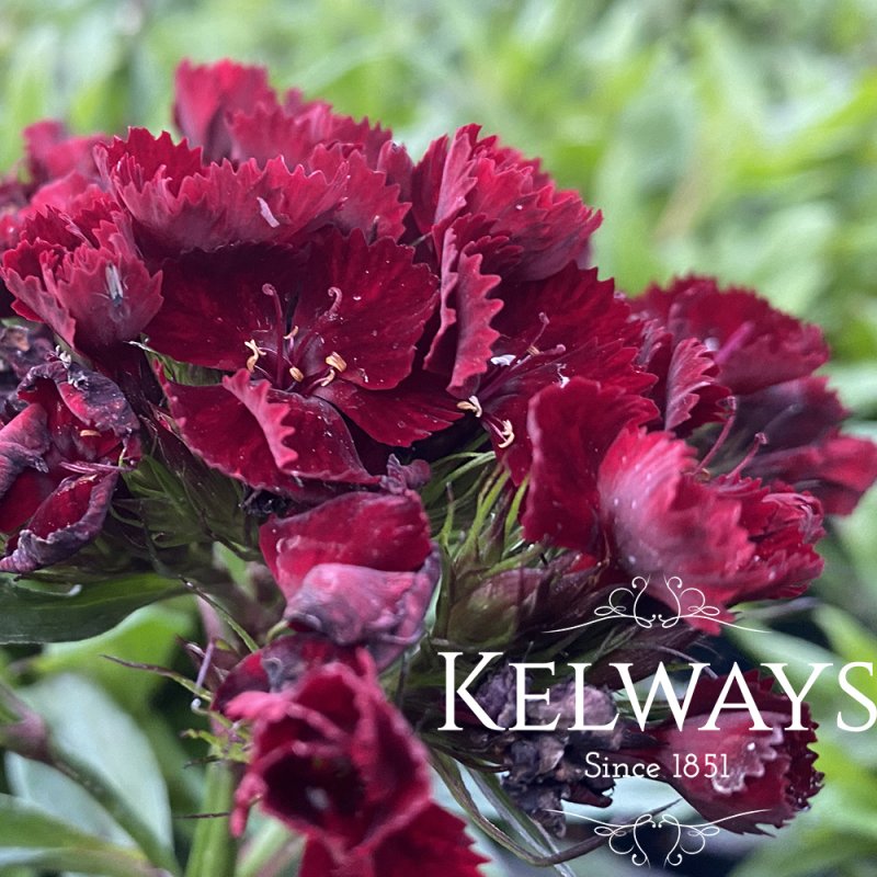Dianthus barbatus 'Monksilver Black' (p,a)