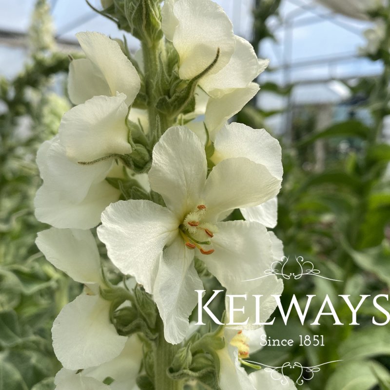Verbascum olympicum f. album