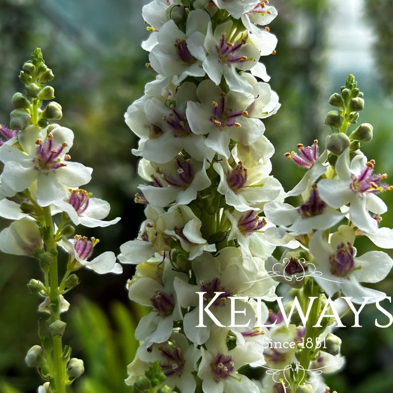 Verbascum chaixii 'Album'