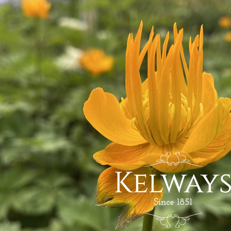 Trollius x cultorum 'Superbus'
