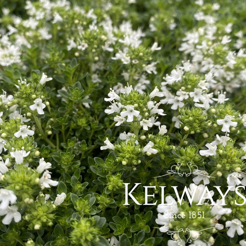 Thymus serpyllum 'Snowdrift'
