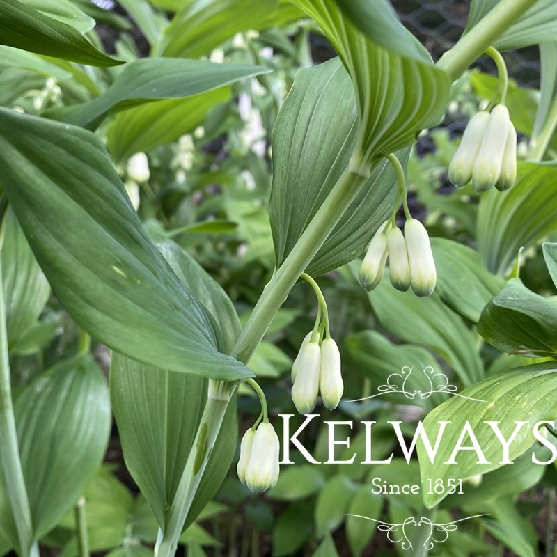 Polygonatum biflorum