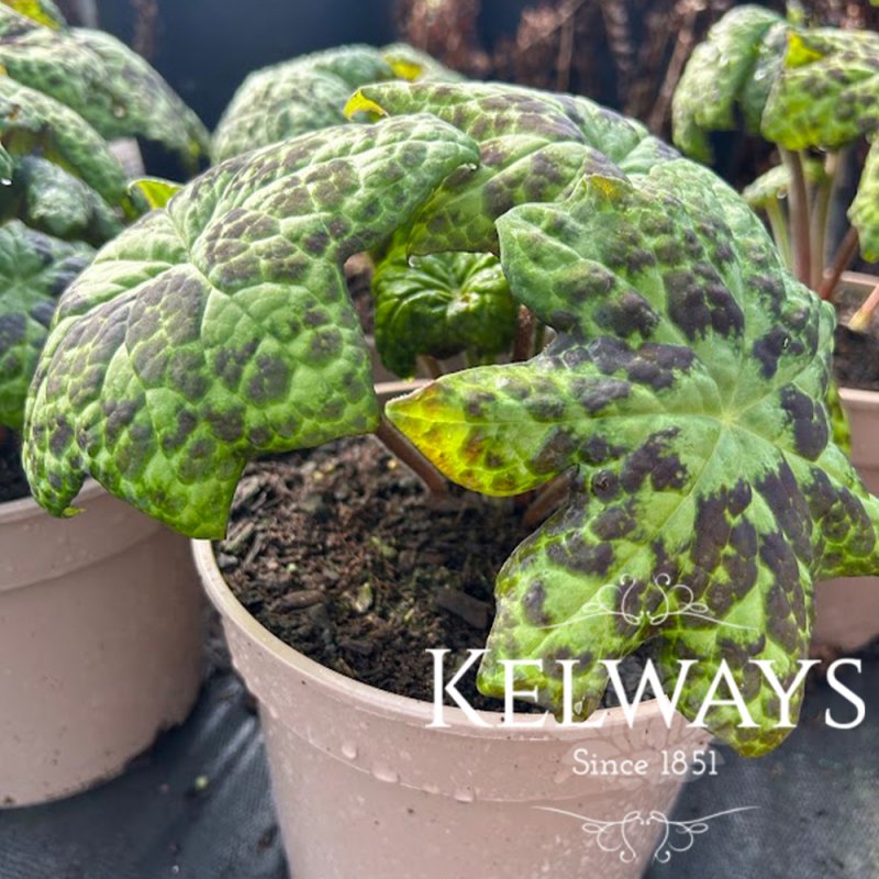 Podophyllum versipelle 'Spotty Dotty' PBR (v)