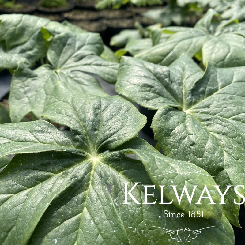 Podophyllum peltatum
