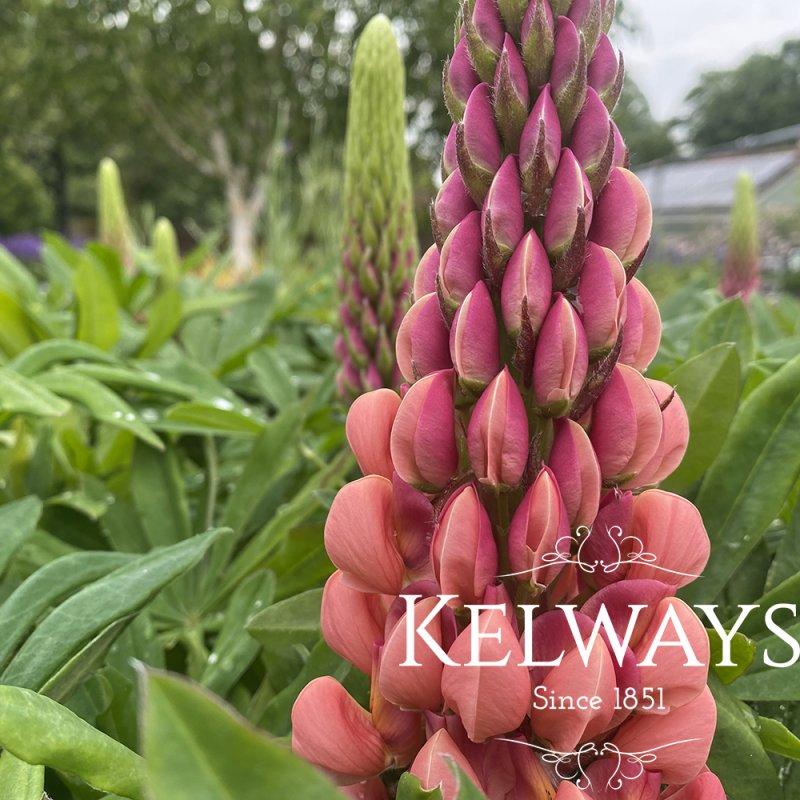 Lupinus 'Towering Inferno'
