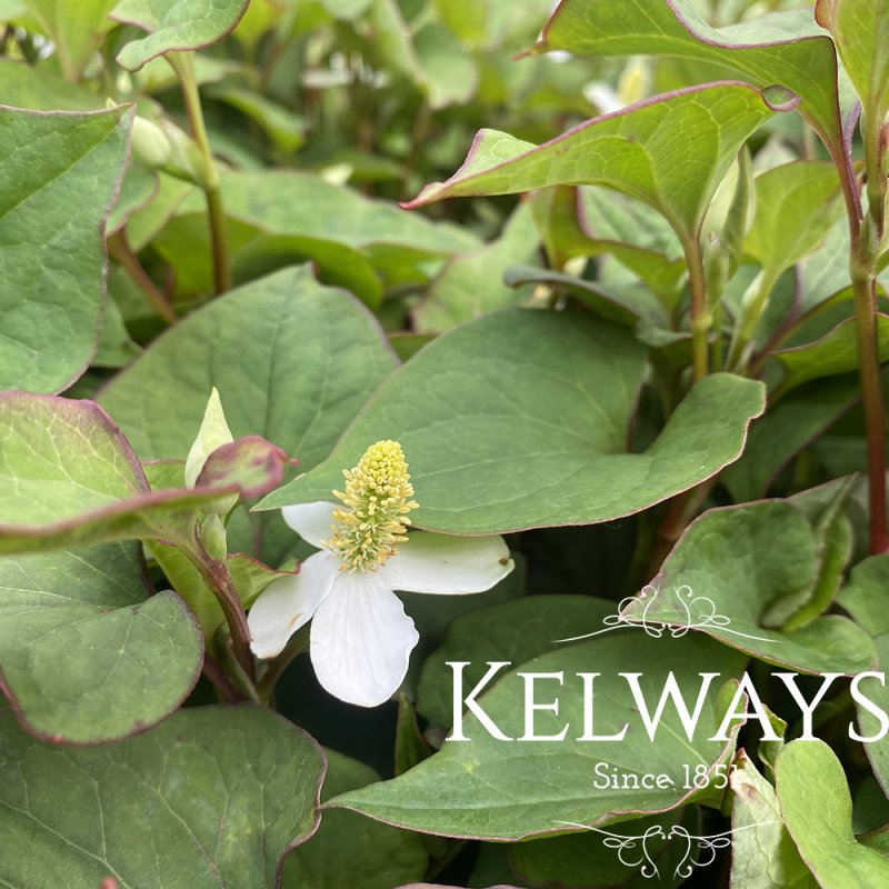 Houttuynia cordata