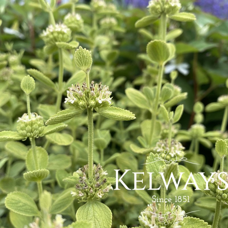 Marrubium bourgaei var. bourgaei 'All Hallow's Green'