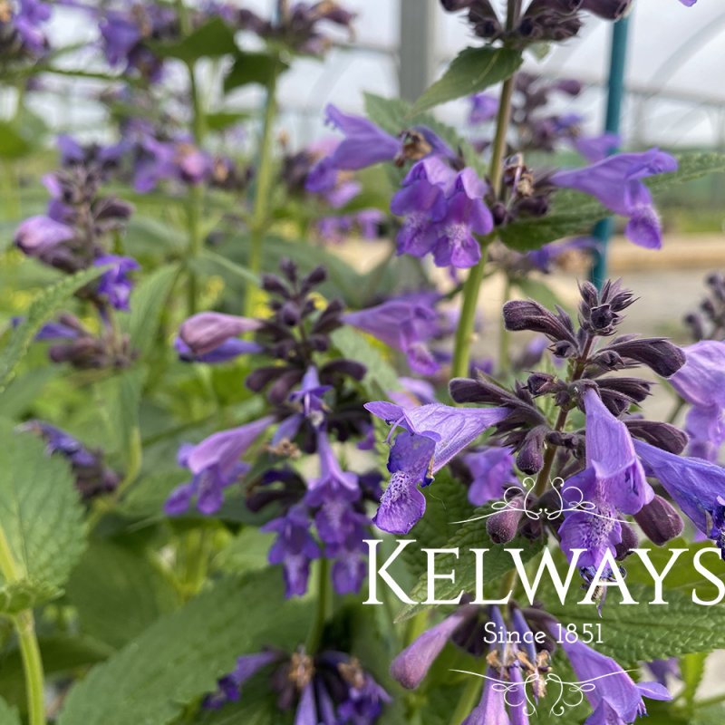 Nepeta 'Weinheim Big Blue'