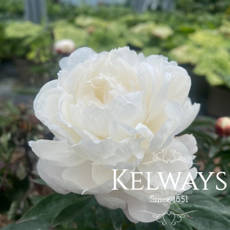 Paeonia 'Mother's Choice'