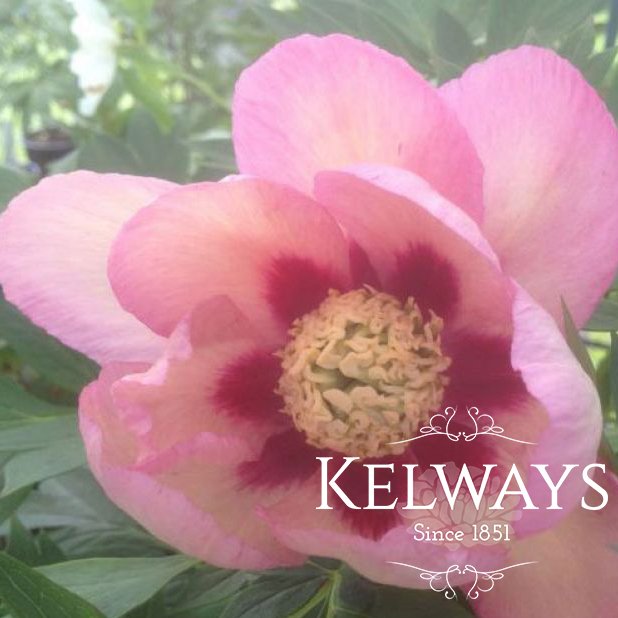 Paeonia Pastel Splendor