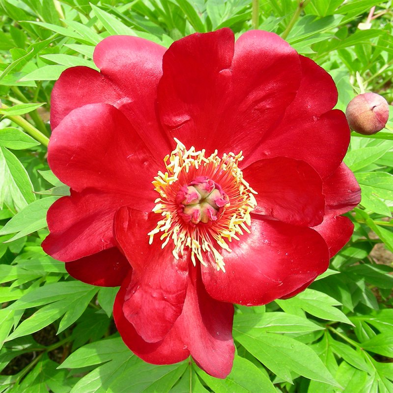 Paeonia 'Scarlet Heaven' (I)