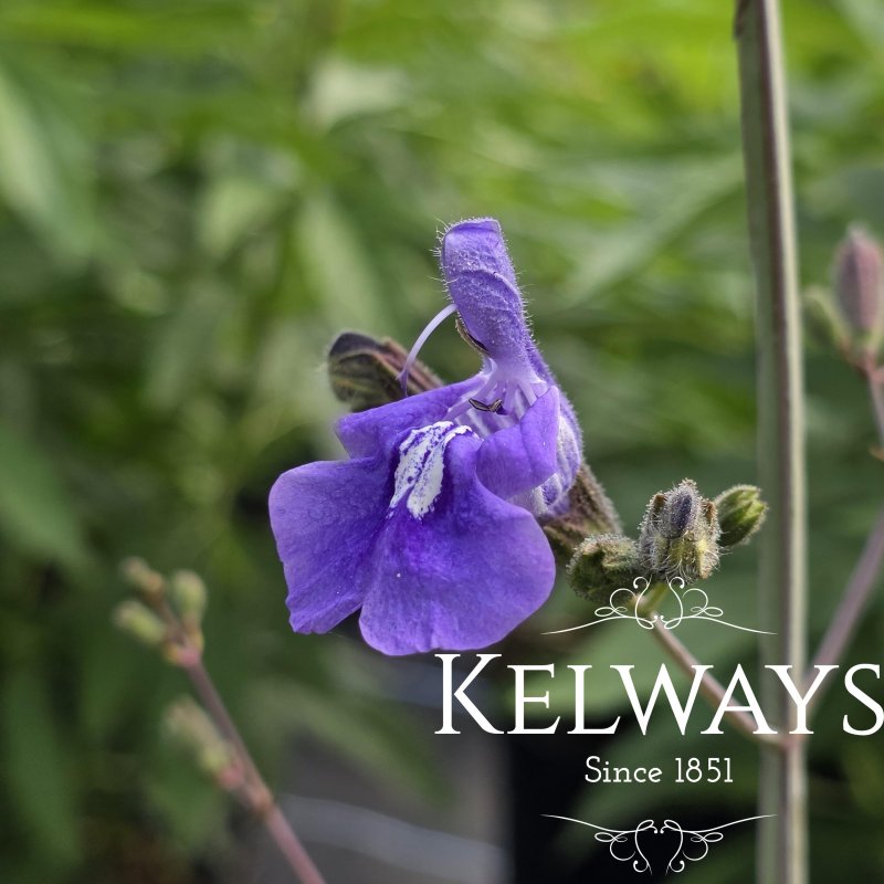 Salvia candelabrum