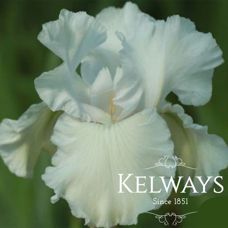 Iris 'Madeira Belle' (TB)